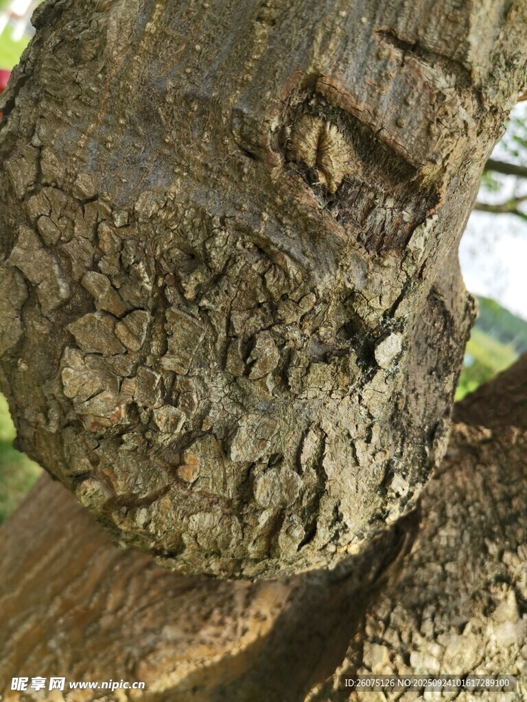 樹皮特寫