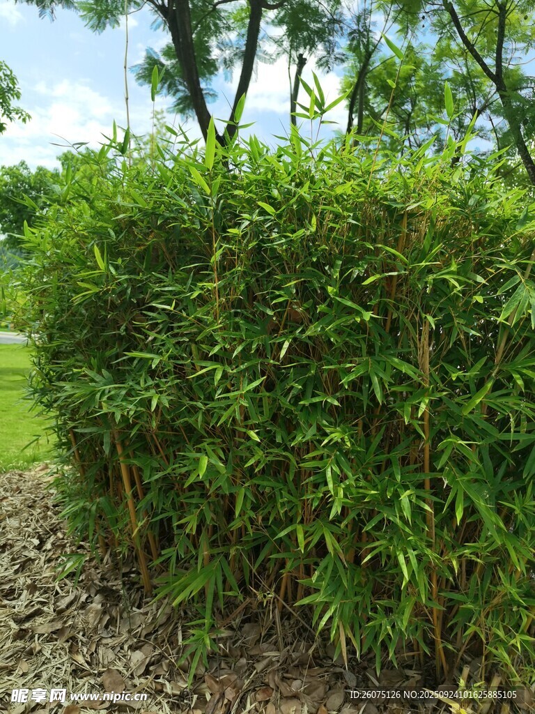 翠綠繁茂的戶外綠植景觀