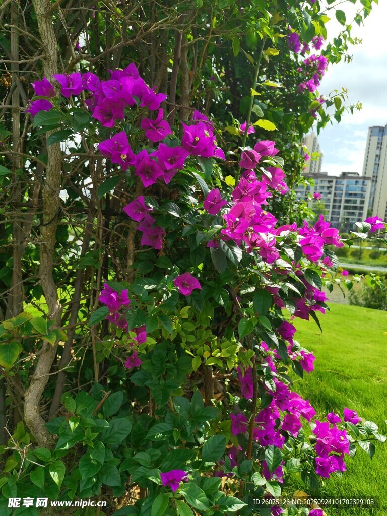 綻放的艷麗三角梅景觀