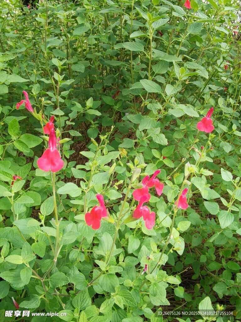 綠葉叢中綻放的艷紅花朵