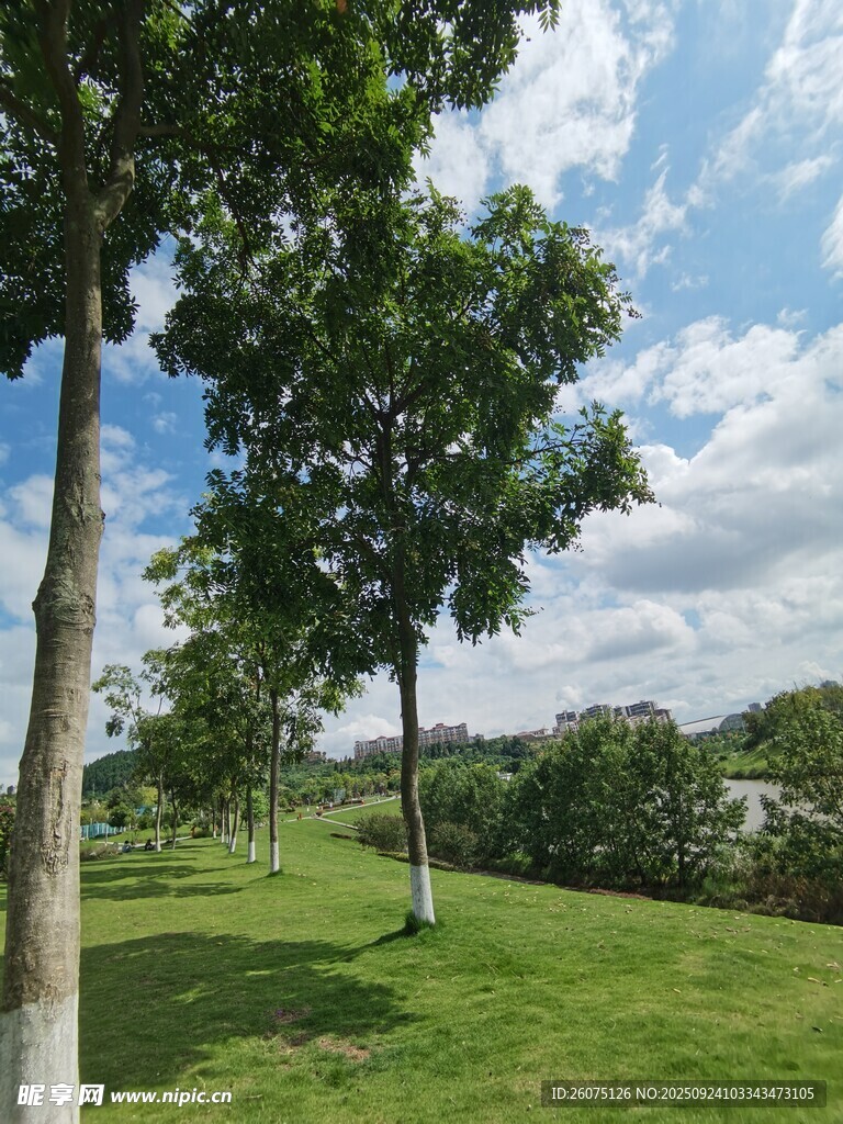 綠意盎然的戶外公園景致