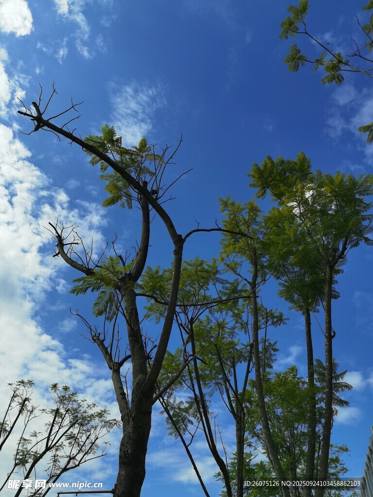 藍(lán)天綠樹間的自然景致