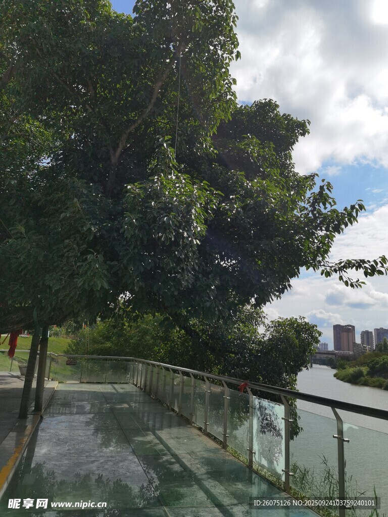 湖邊透明棧道與蔥郁樹木