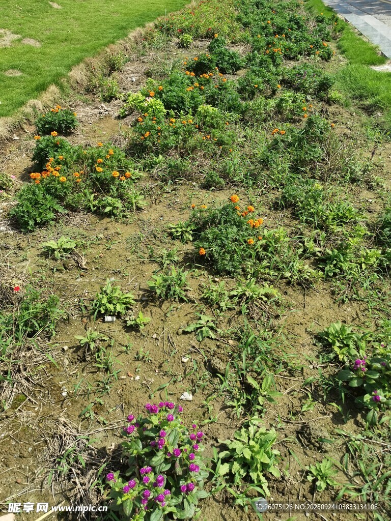 多彩植物裝點的戶外花園
