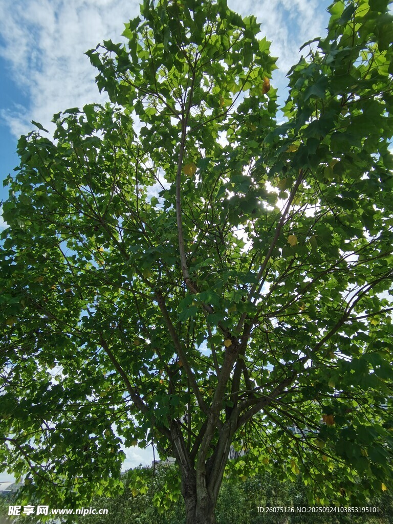 陽光下的繁茂綠樹