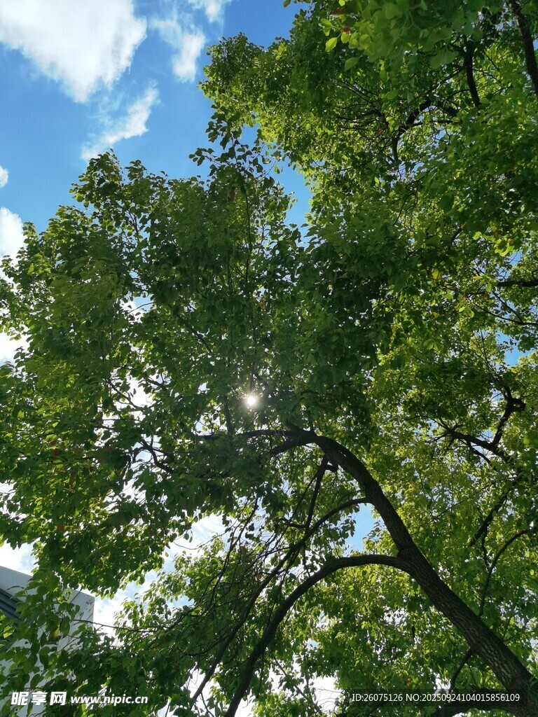 仰視蔥郁樹冠與藍天