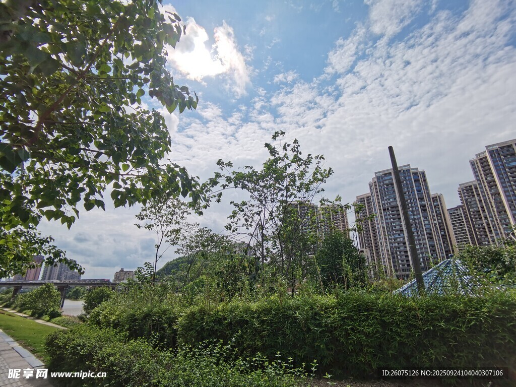 城市綠植旁的高樓風景