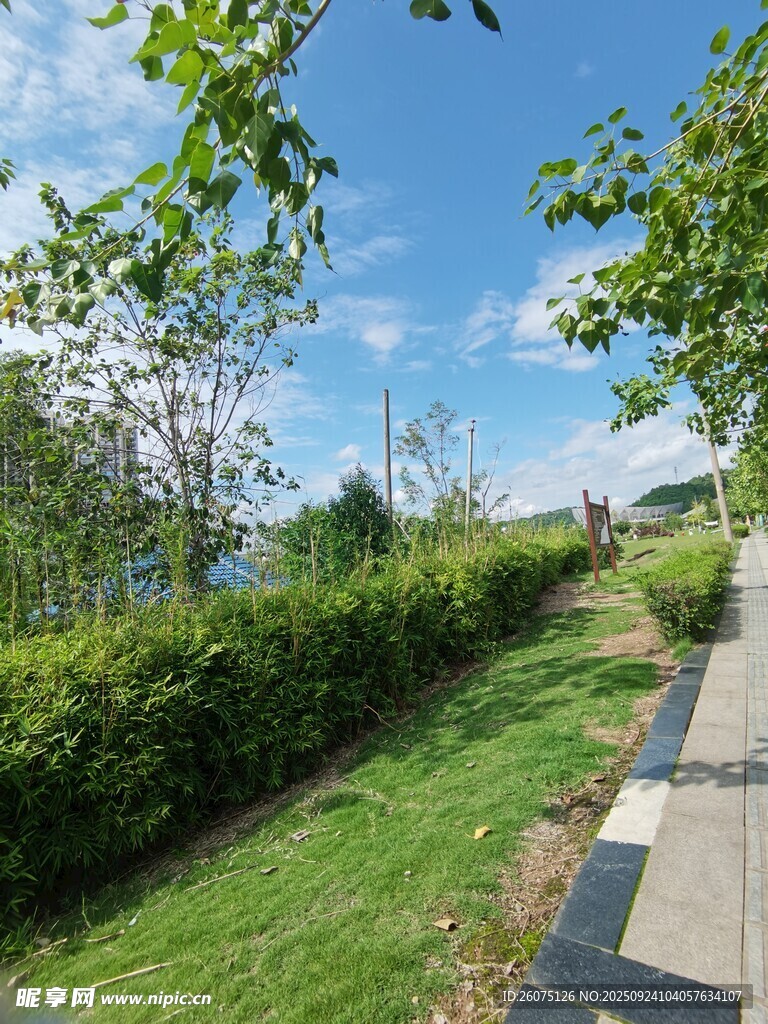 戶外清新的林蔭步道景色