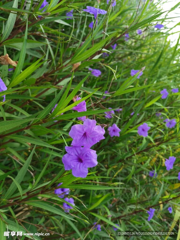 紫色小花綻于蔥郁綠葉間