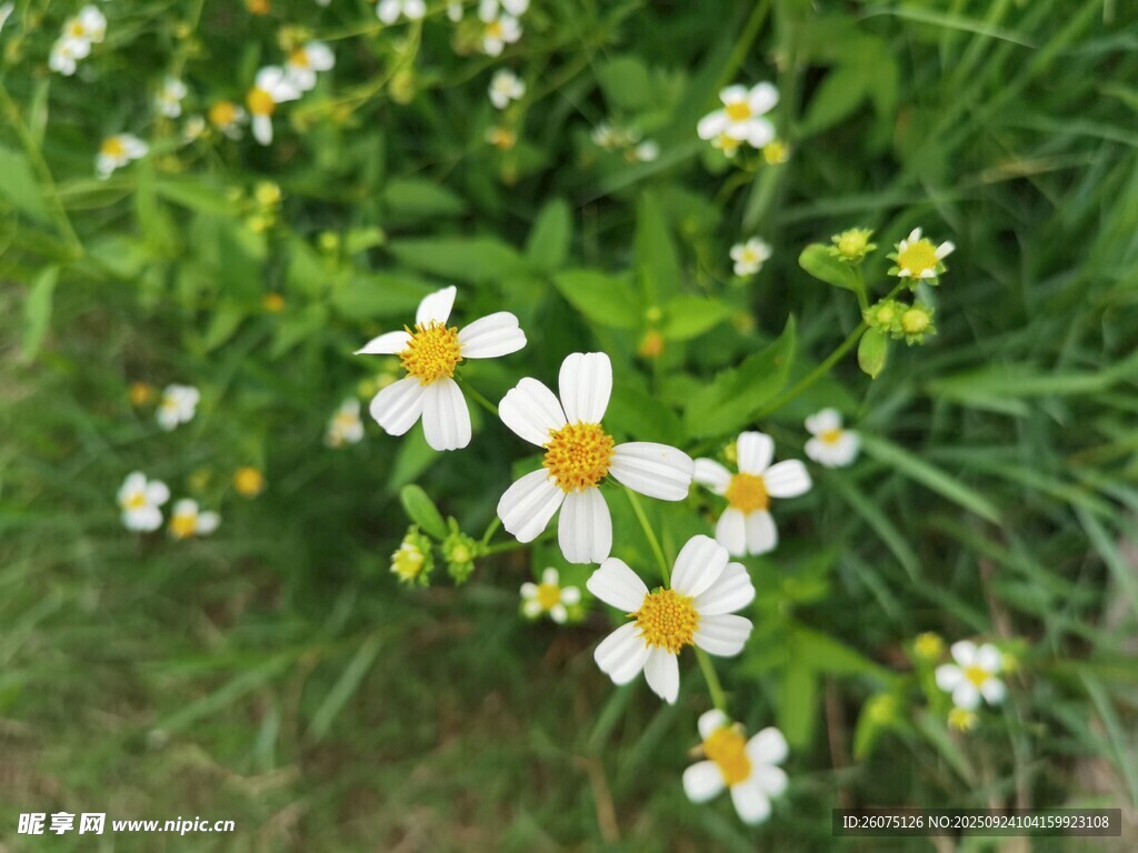清新小白花綻放于草叢