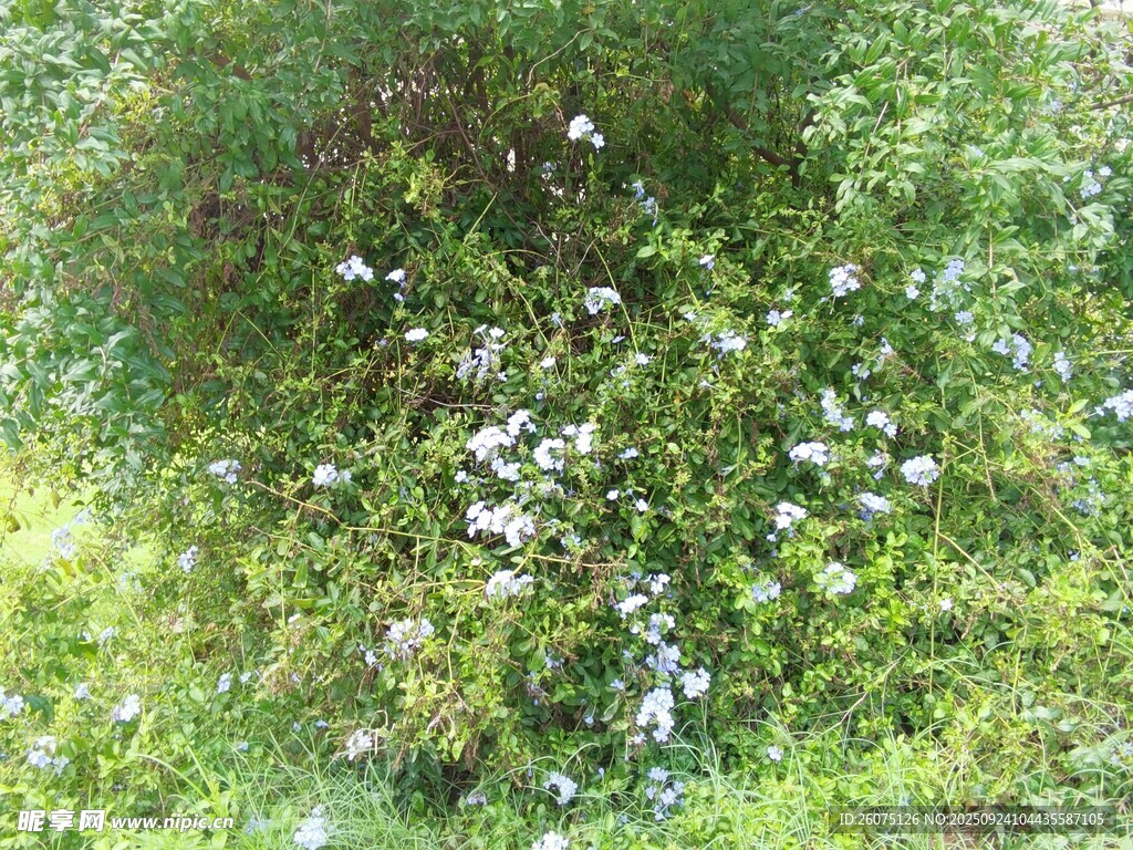 繁茂綠植中的白色小花