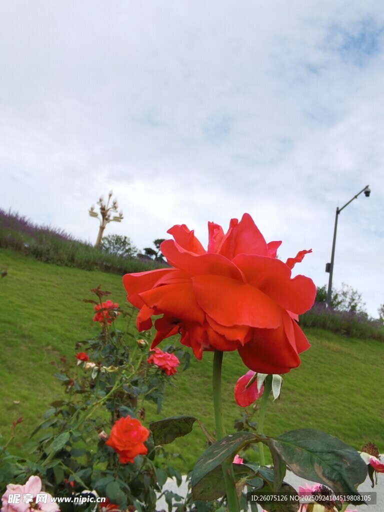 嬌艷紅玫瑰綻放于綠野