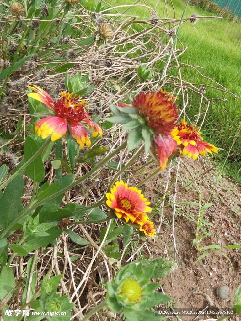 多彩花朵綻放于草叢間