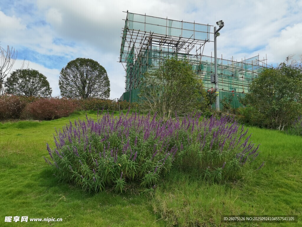 綠草間的紫色花叢與建筑