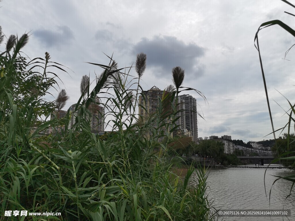 河畔綠植與遠(yuǎn)處建筑景觀
