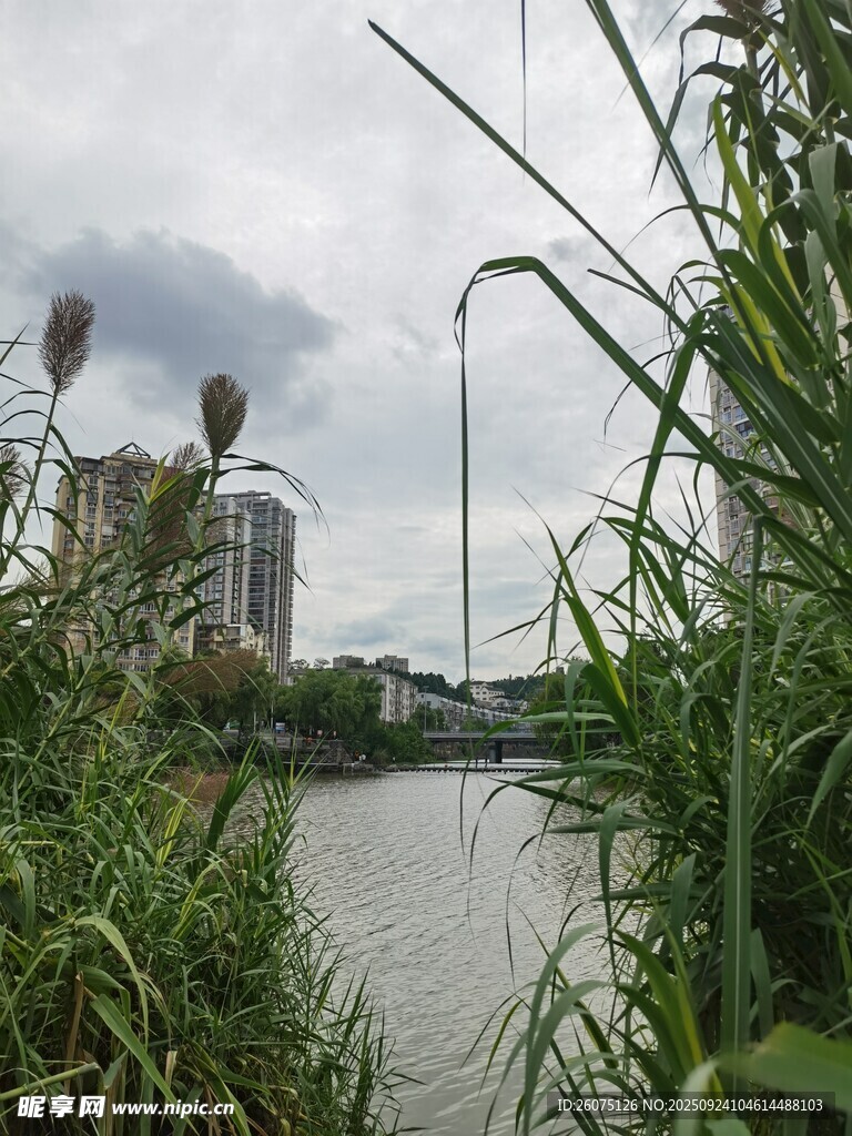 湖畔綠植與遠處建筑景觀