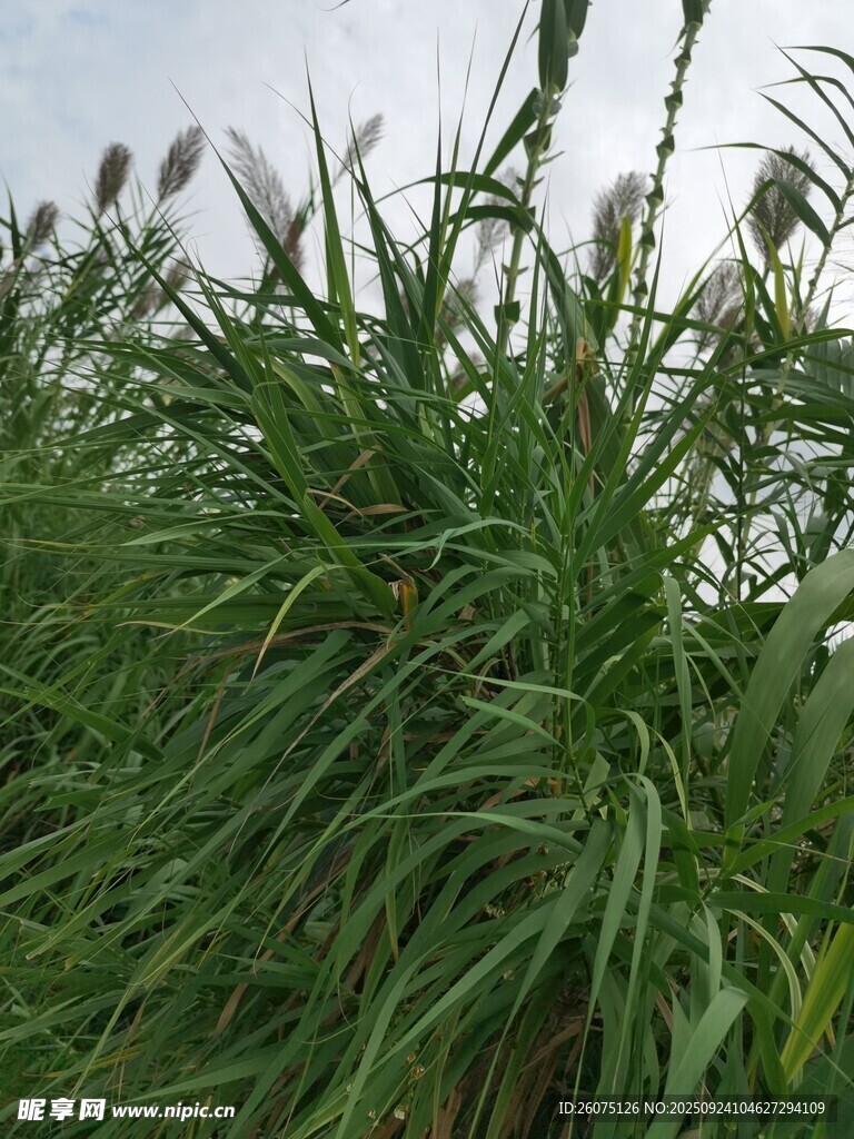 野外叢生的高大綠色植物