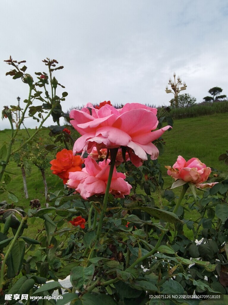 嬌艷綻放的粉色月季花