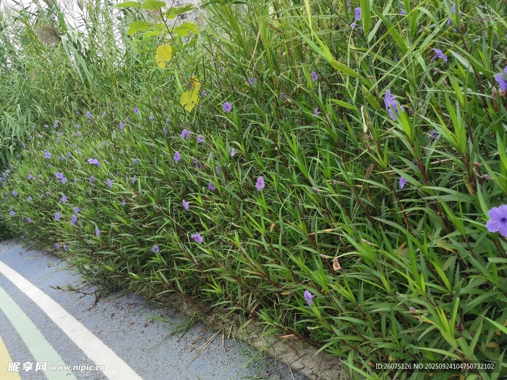 路邊紫色小花與翠綠草叢
