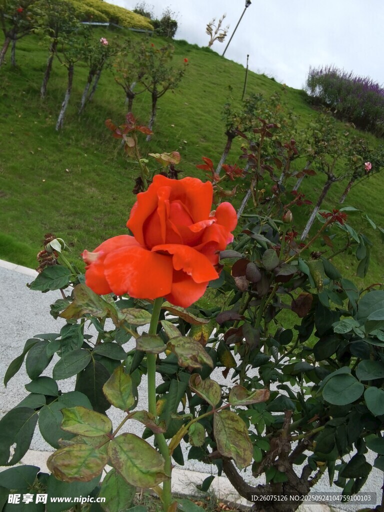 嬌艷紅花朵綻于綠植間