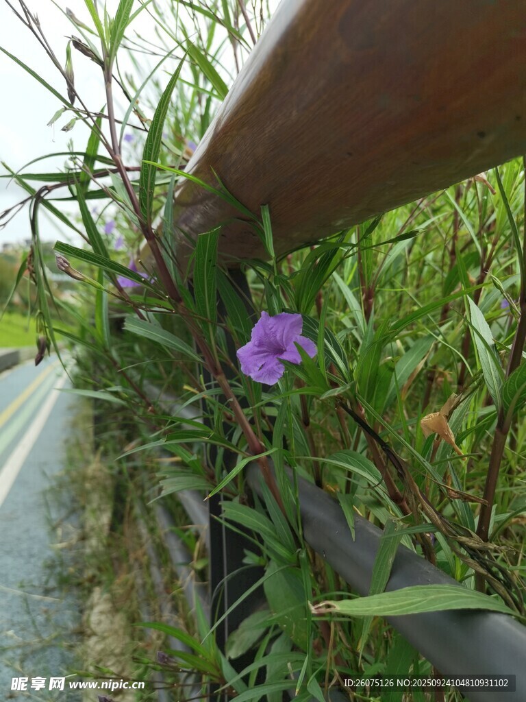路邊欄桿旁綻放的紫色小花