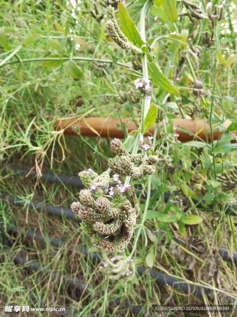 野外生長(zhǎng)的多果實(shí)植物