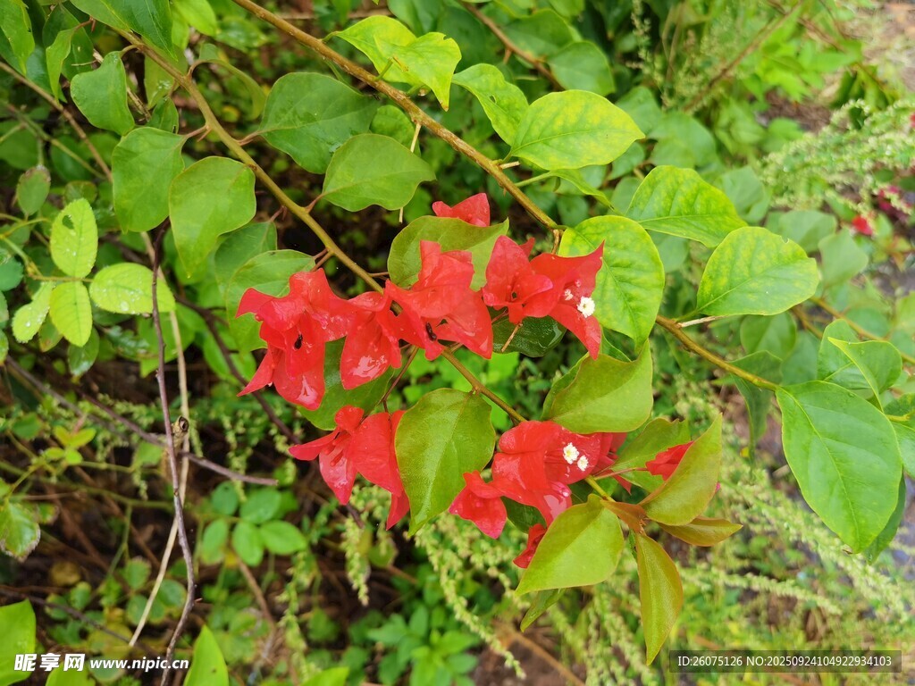 綠葉叢中的鮮艷紅花朵