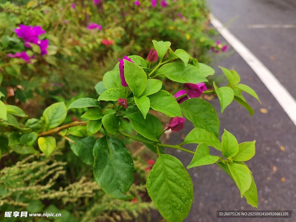 路邊綻放的翠綠與紫花