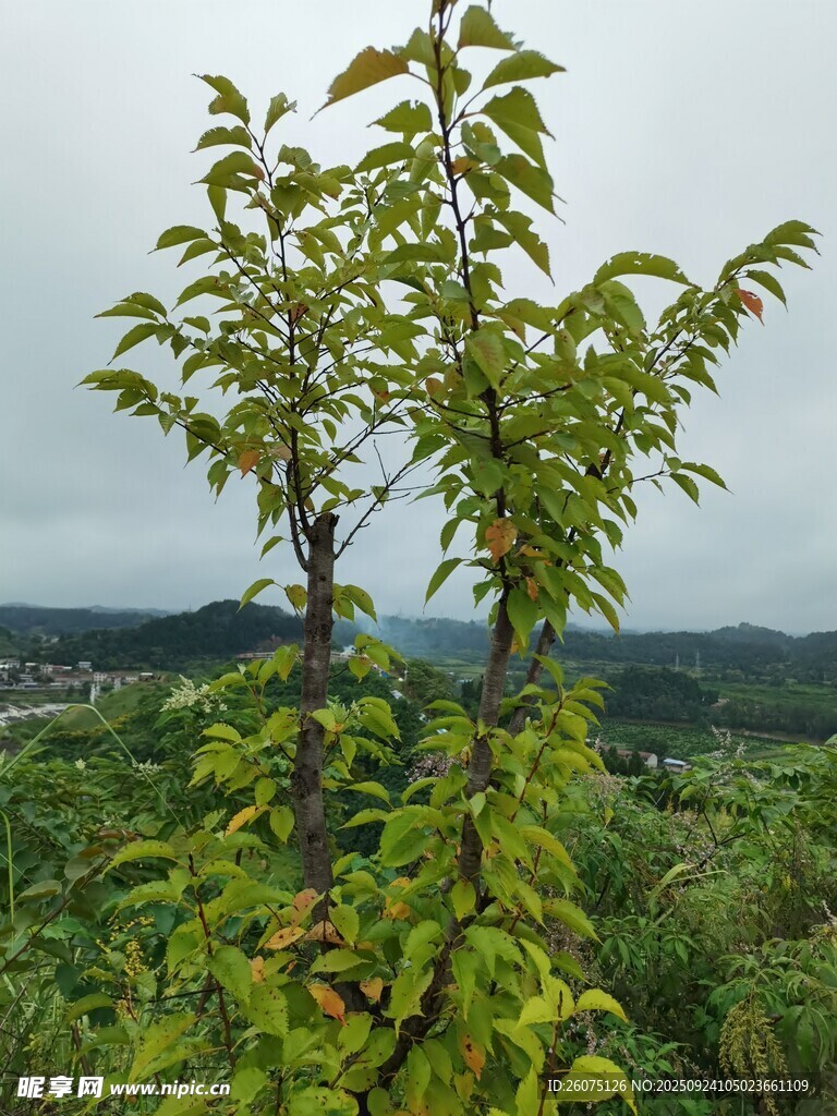 綠葉繁茂的小樹苗