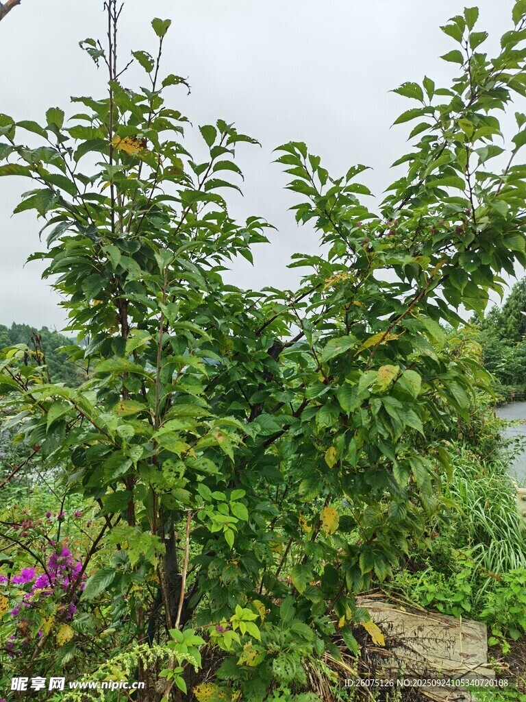綠葉繁茂的戶外植物