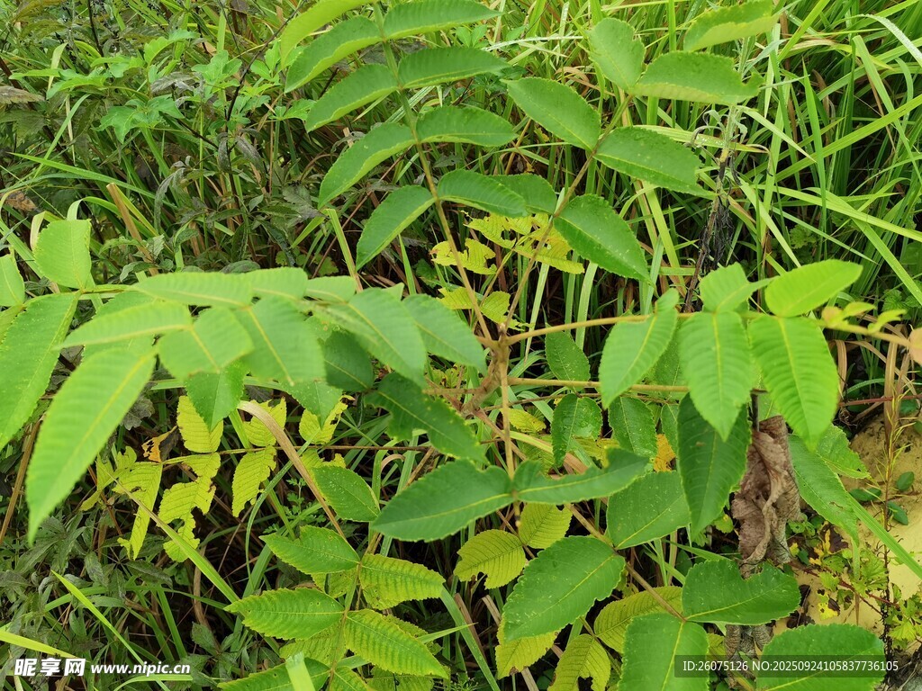 野外繁茂的綠色植物