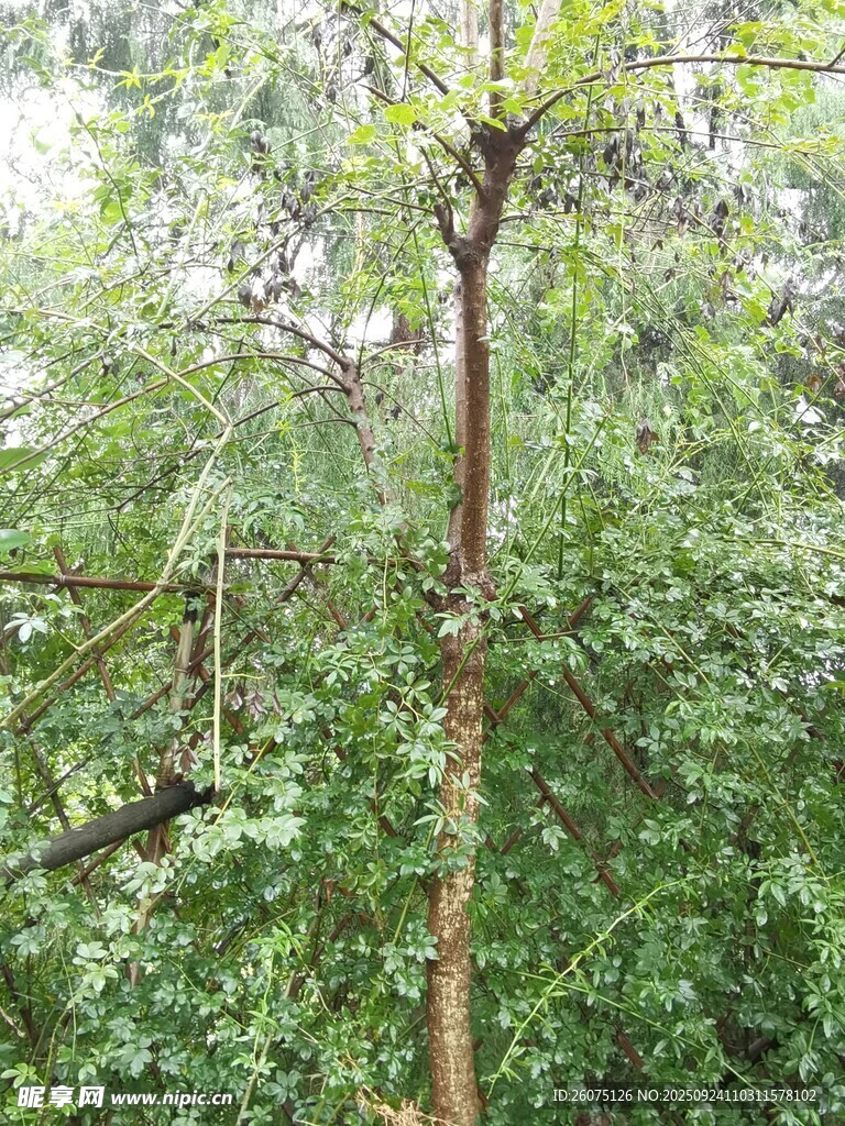 茂密樹林中的一棵樹木