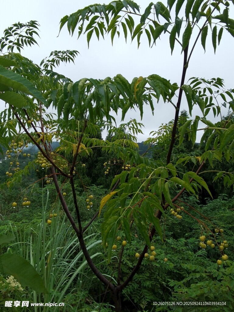 繁茂綠植展現自然生機