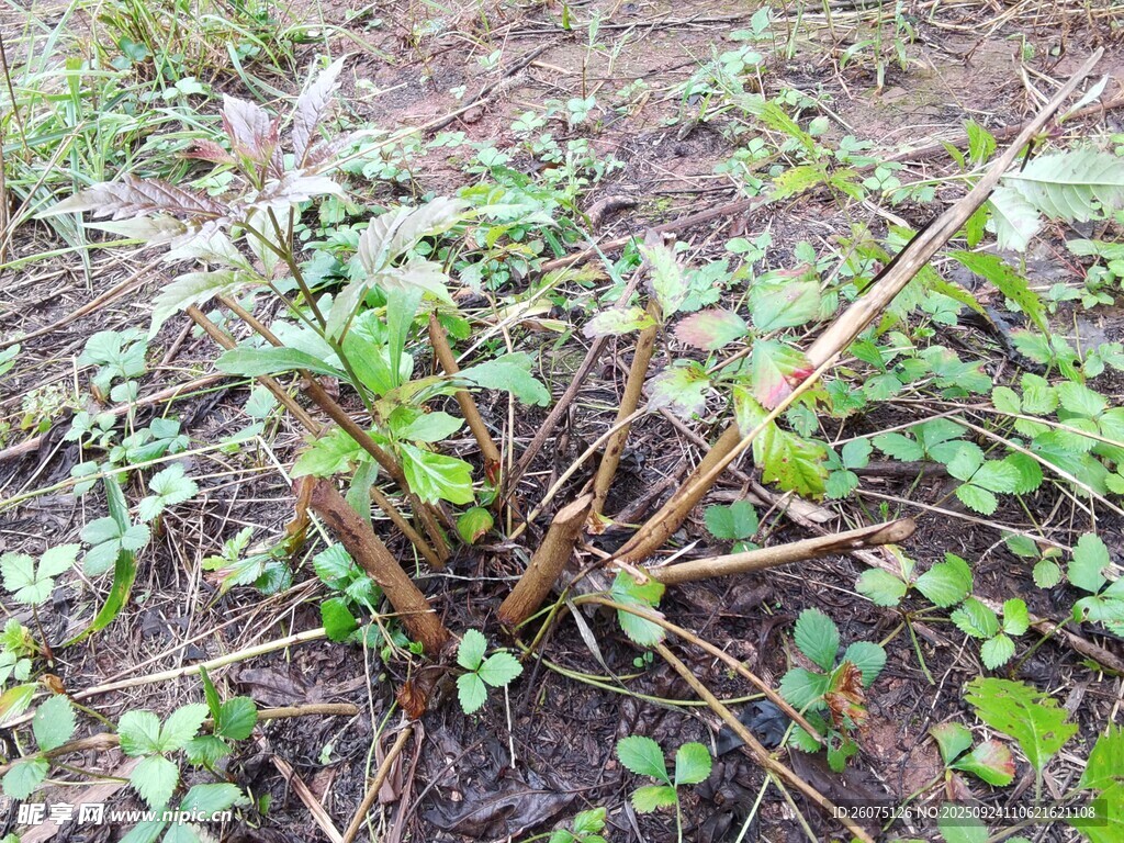 地面生長的綠色植物