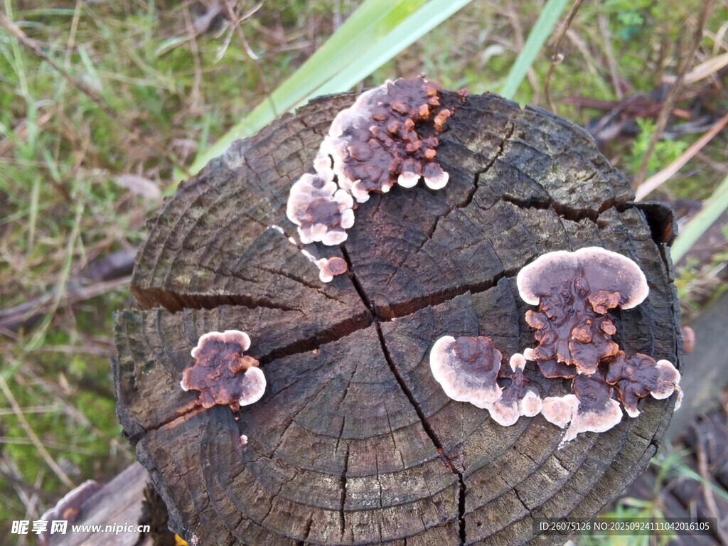 樹樁上的多彩菌類