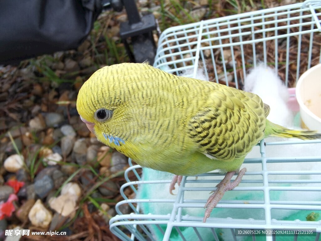 籠中黃鸚鵡