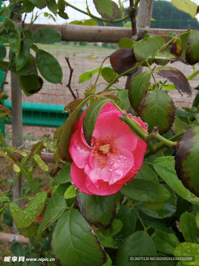 嬌艷綻放的粉色月季花