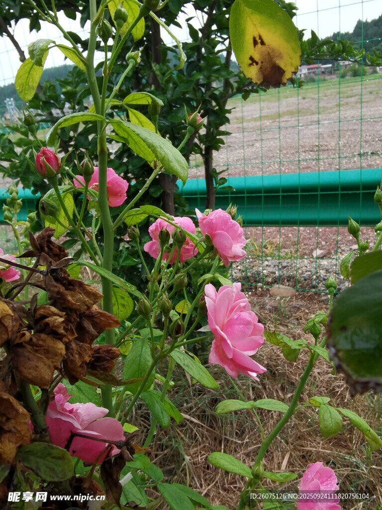 綻放的粉色月季花