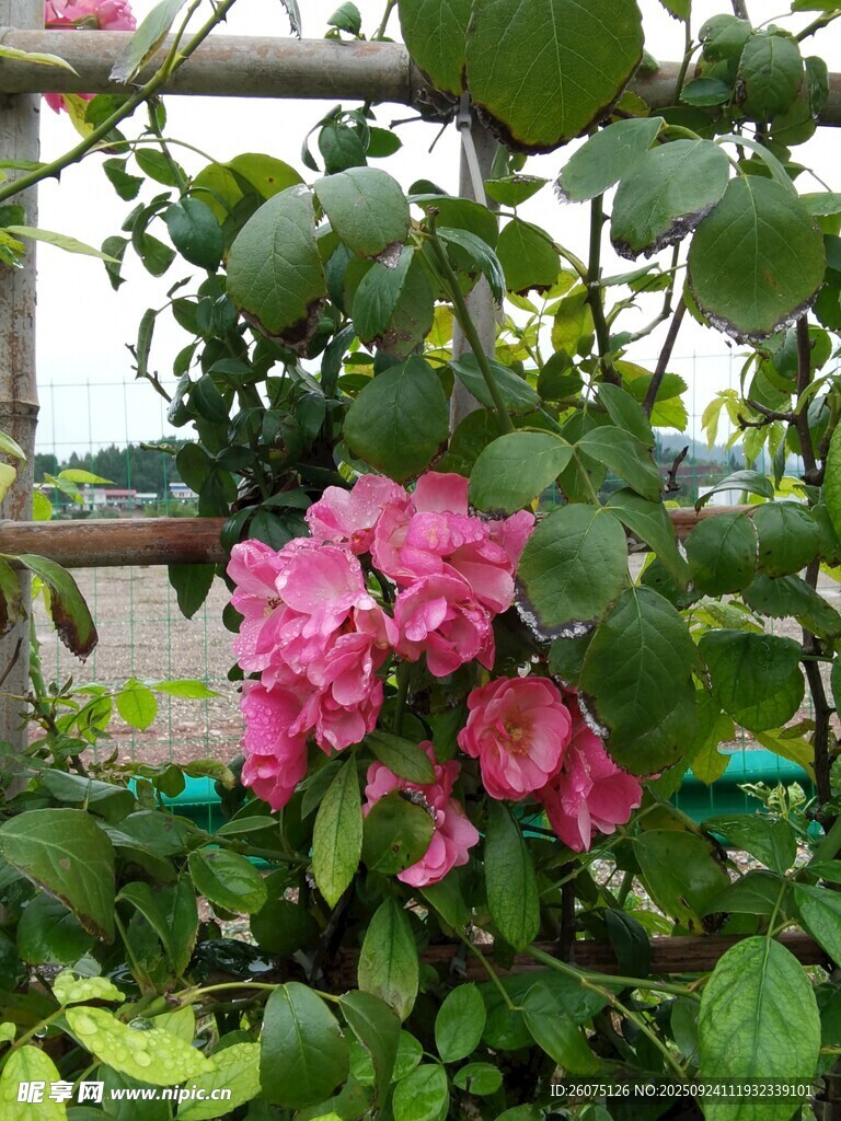 嬌艷粉色三角梅綻放