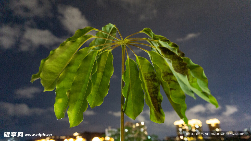夜幕下的蔥郁植物