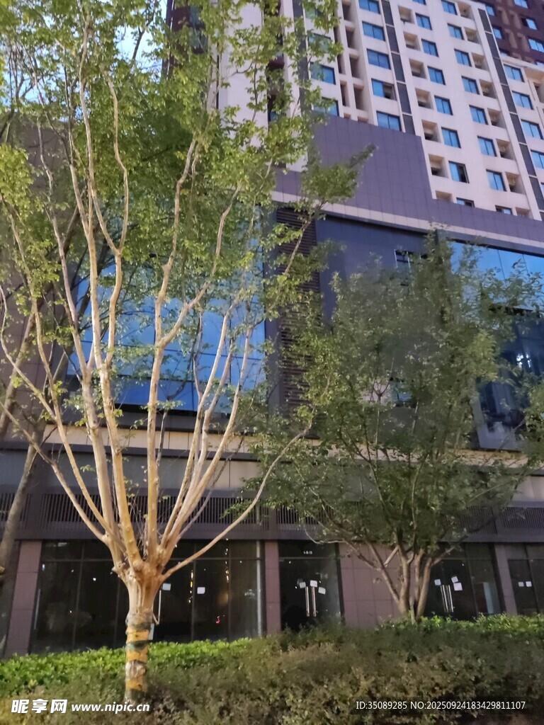 城市中蔥郁樹(shù)木與現(xiàn)代建筑