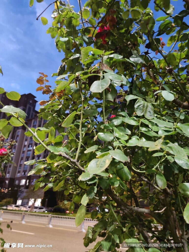 綠葉間的紅果與藍(lán)天美景