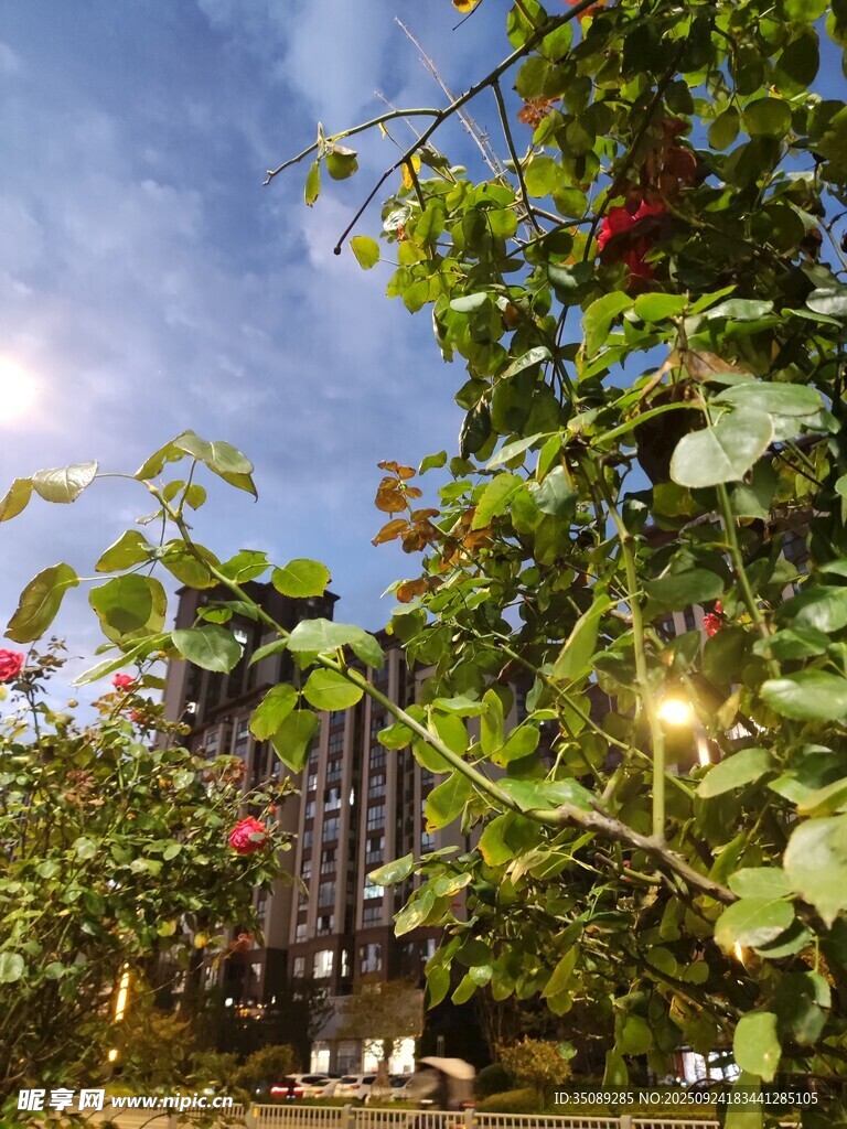 夜幕下的綠植與樓宇景觀