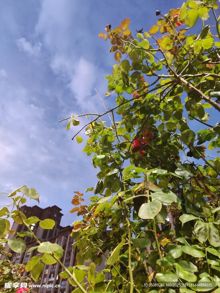 藍(lán)天綠葉間的多彩植物