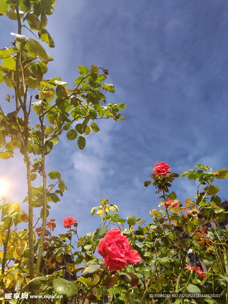 陽光下綻放的嬌艷紅玫瑰