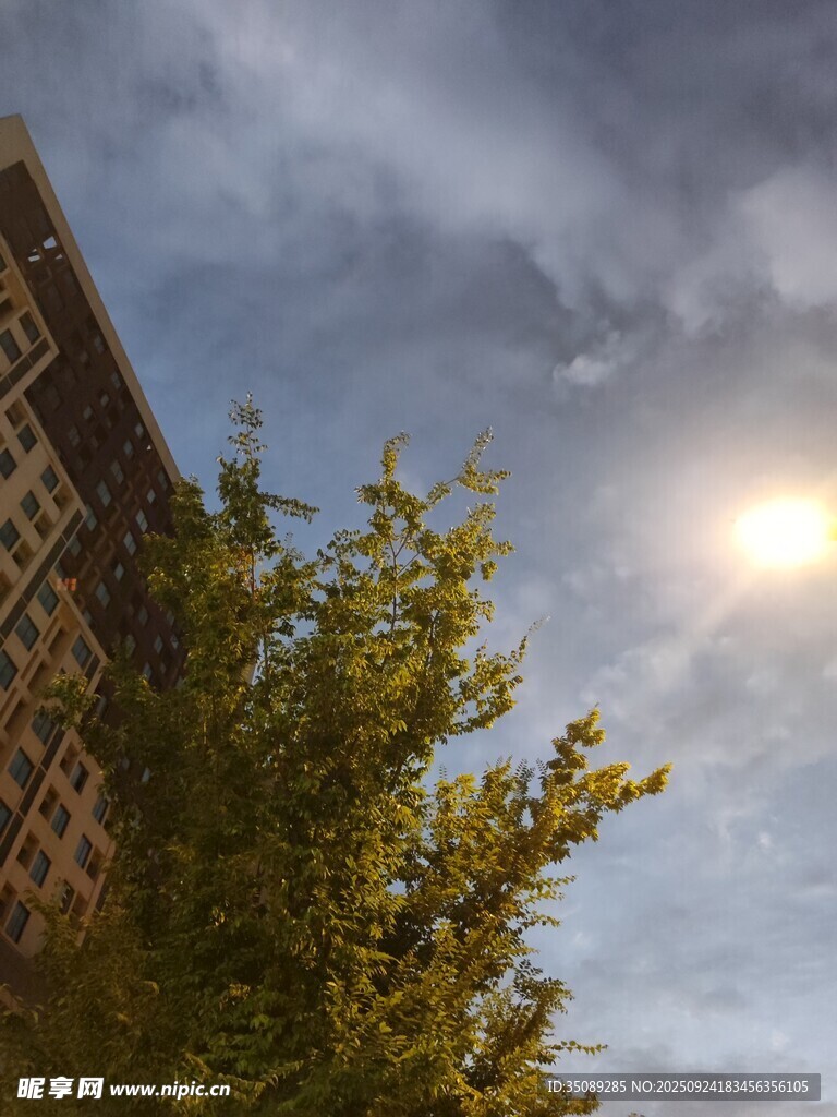 樓旁綠樹間的朦朧日光