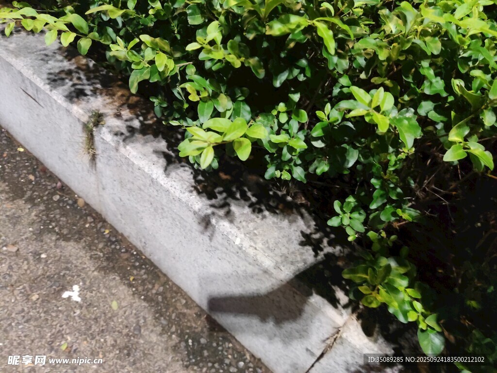 路邊綠植與水泥邊