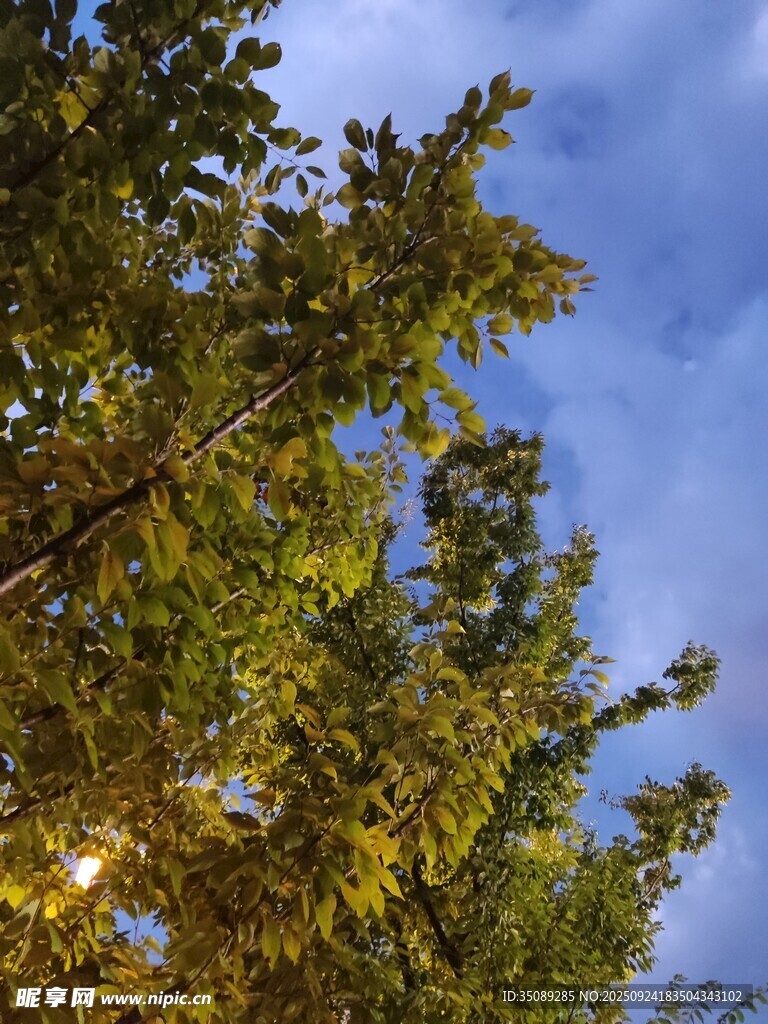黃昏下的樹(shù)梢美景