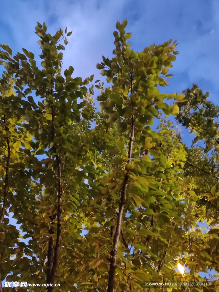 秋日藍(lán)天映襯下的樹木