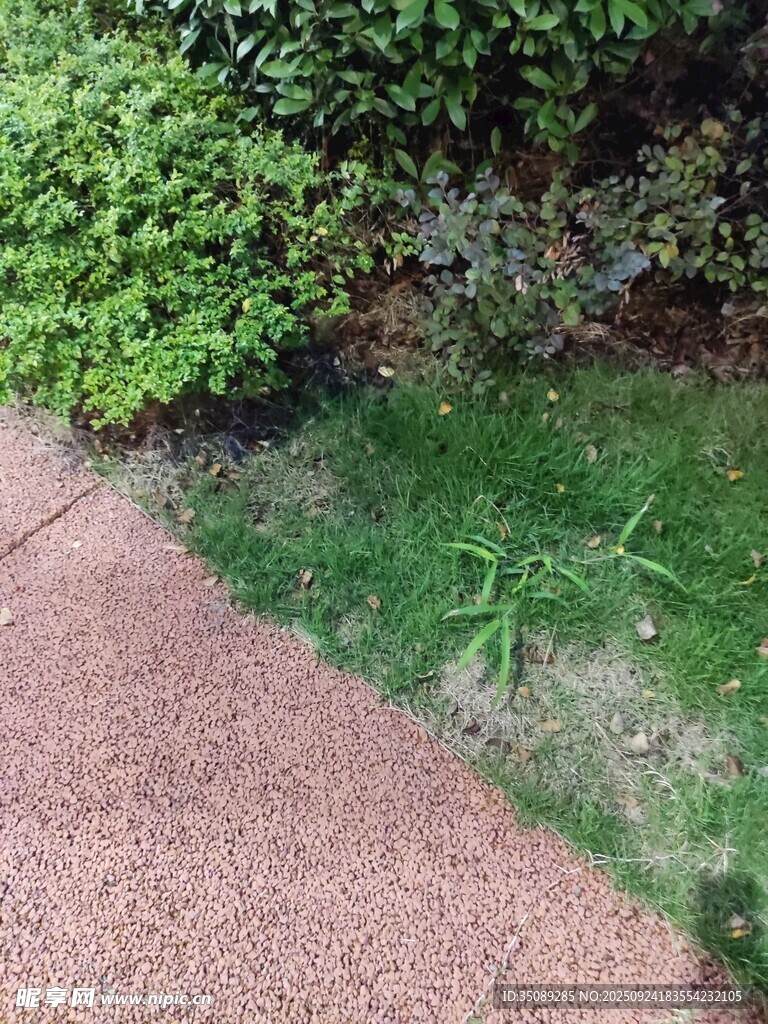 路邊綠植與碎石小徑